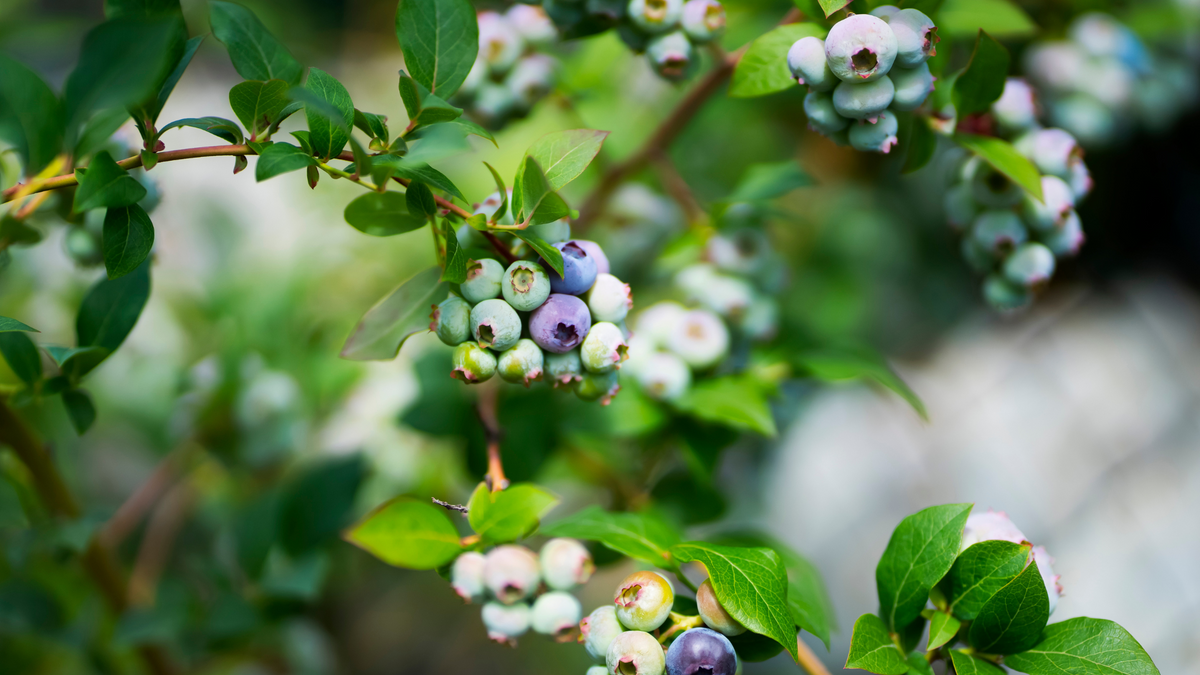 6 Remarkable Benefits of Bilberry Extract OptiHealth Products