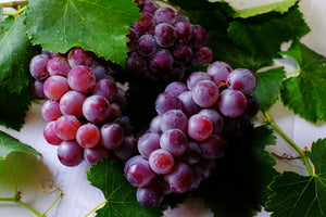 Discovering the Power of Grape Seed Extract with OPCXtra