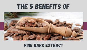 The 5 Benefits of Pine Bark Extract