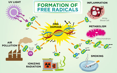 Understanding OPCXtra: The Science Behind Antioxidants and Free Radical Scavenging