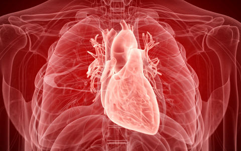 The Silent Culprit: Inflammation's Role in Heart Health