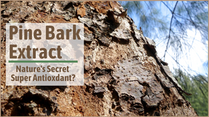Pine Bark Extract: Nature’s Secret Super Antioxidant?