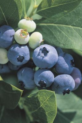 6 Super Antioxidant Series: Bilberry vs. Blueberry