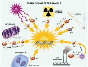 6 Factors Which Increase Free Radical Damage