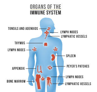 Oxidative Stress and Immune System Health – OptiHealth Products